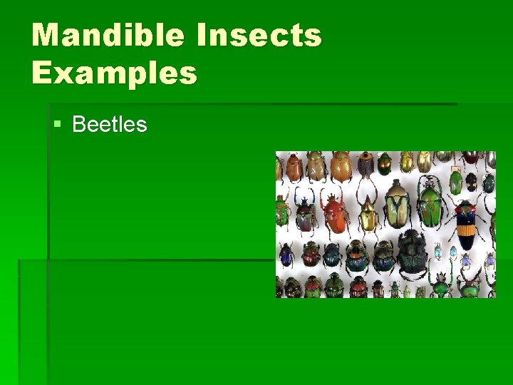 Mandible Insects Examples § Beetles Mandible Insects Examples § Beetles