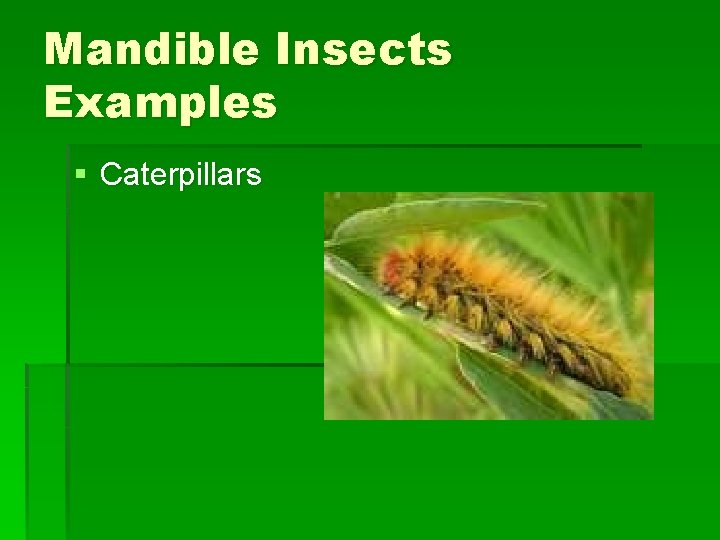 Mandible Insects Examples § Caterpillars Mandible Insects Examples § Caterpillars