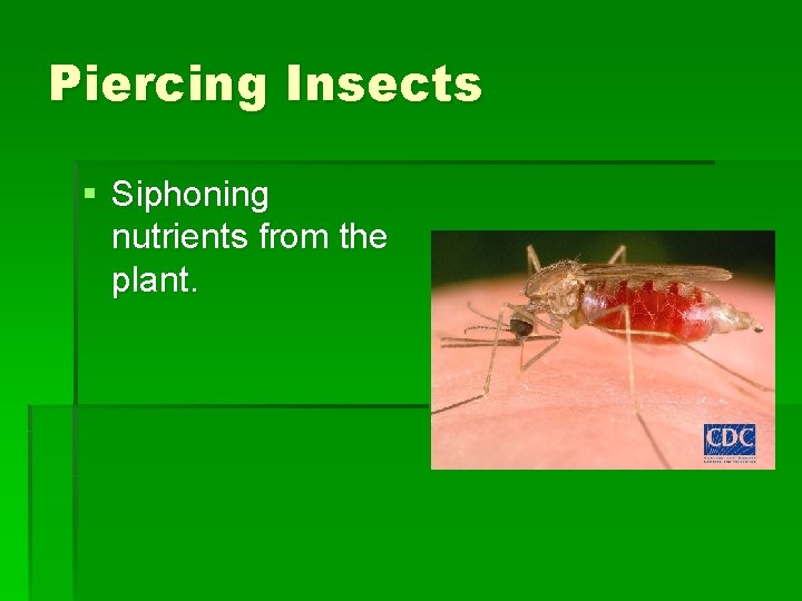 Piercing Insects § Siphoning nutrients from the plant. Piercing Insects § Siphoning nutrients from the plant.