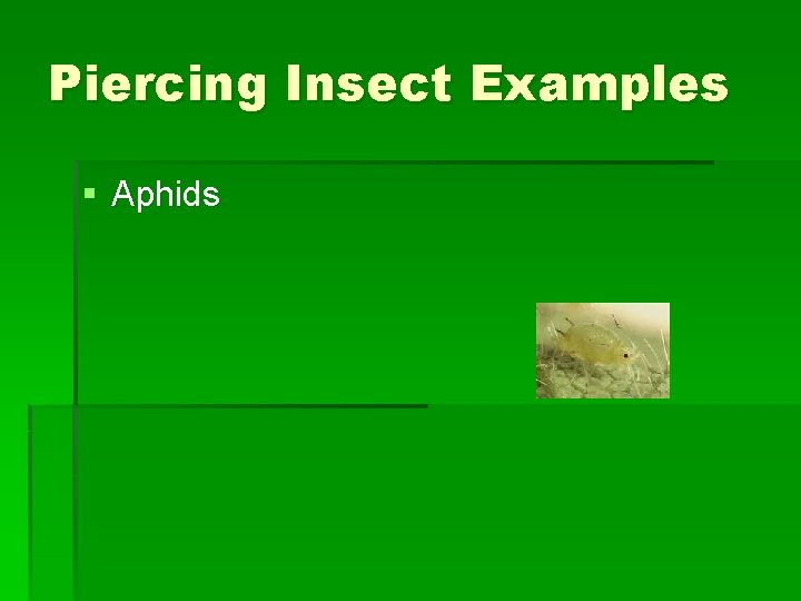 Piercing Insect Examples § Aphids Piercing Insect Examples § Aphids