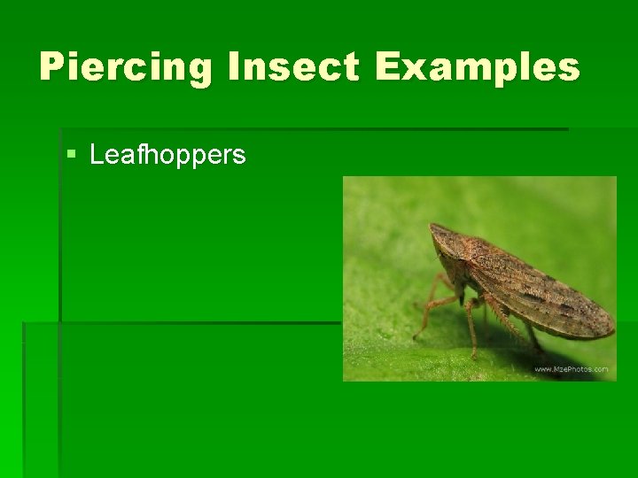 Piercing Insect Examples § Leafhoppers Piercing Insect Examples § Leafhoppers