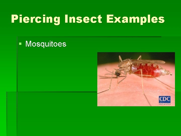 Piercing Insect Examples § Mosquitoes Piercing Insect Examples § Mosquitoes