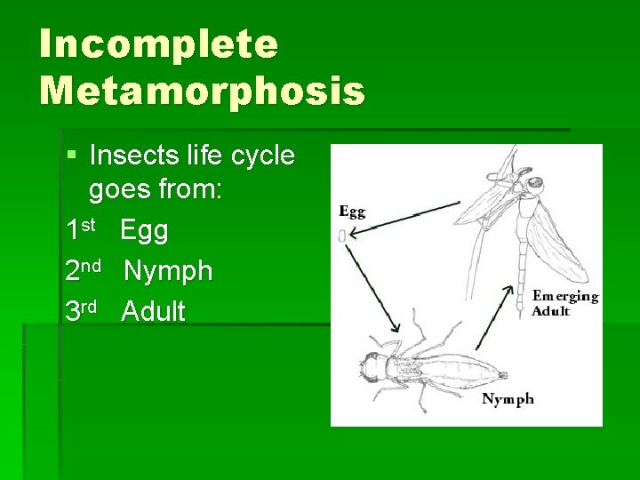 Incomplete Metamorphosis § Insects life cycle goes from: 1 st Egg 2 nd Nymph Incomplete Metamorphosis § Insects life cycle goes from: 1 st Egg 2 nd Nymph