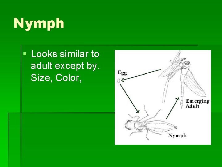Nymph § Looks similar to adult except by. Size, Color, Nymph § Looks similar to adult except by. Size, Color,