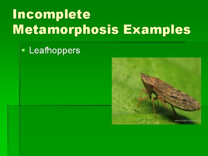 Incomplete Metamorphosis Examples § Leafhoppers Incomplete Metamorphosis Examples § Leafhoppers