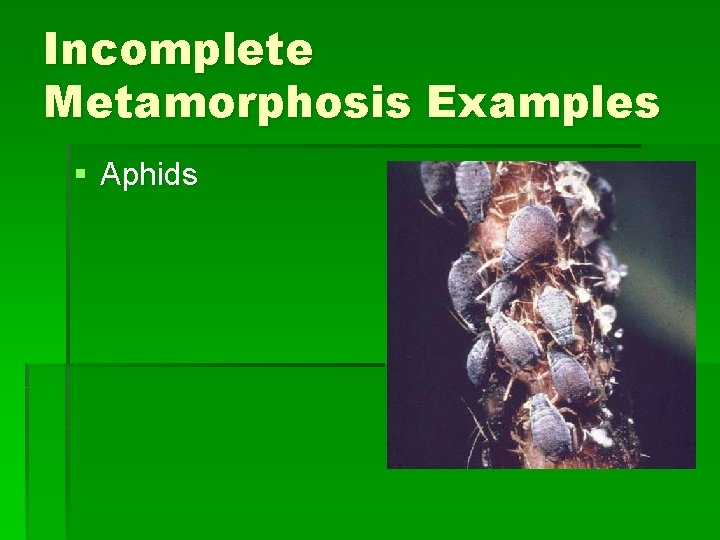 Incomplete Metamorphosis Examples § Aphids Incomplete Metamorphosis Examples § Aphids