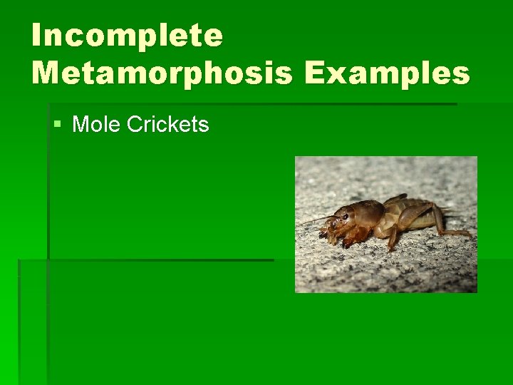 Incomplete Metamorphosis Examples § Mole Crickets Incomplete Metamorphosis Examples § Mole Crickets