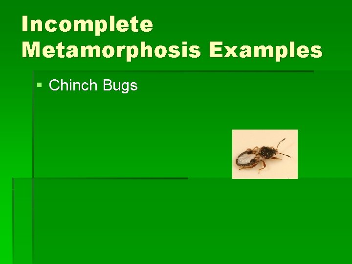 Incomplete Metamorphosis Examples § Chinch Bugs Incomplete Metamorphosis Examples § Chinch Bugs