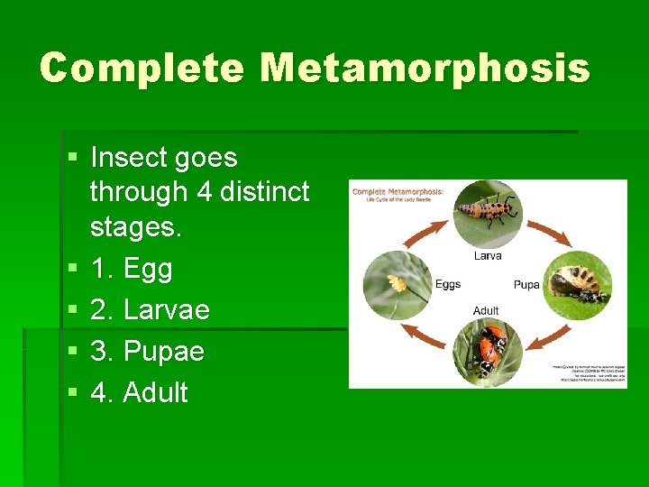 Complete Metamorphosis § Insect goes through 4 distinct stages. § 1. Egg § 2. Complete Metamorphosis § Insect goes through 4 distinct stages. § 1. Egg § 2.