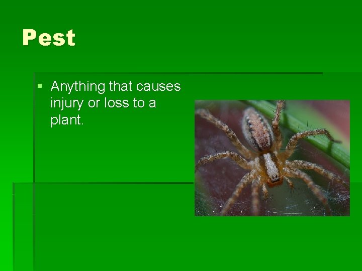 Pest § Anything that causes injury or loss to a plant. Pest § Anything that causes injury or loss to a plant.