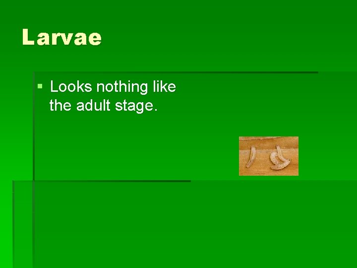 Larvae § Looks nothing like the adult stage. Larvae § Looks nothing like the adult stage.