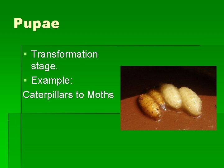 Pupae § Transformation stage. § Example: Caterpillars to Moths Pupae § Transformation stage. § Example: Caterpillars to Moths