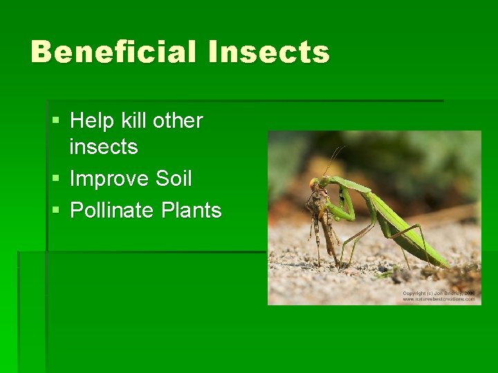 Beneficial Insects § Help kill other insects § Improve Soil § Pollinate Plants Beneficial Insects § Help kill other insects § Improve Soil § Pollinate Plants