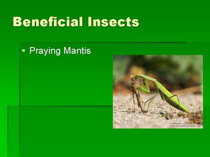 Beneficial Insects § Praying Mantis Beneficial Insects § Praying Mantis