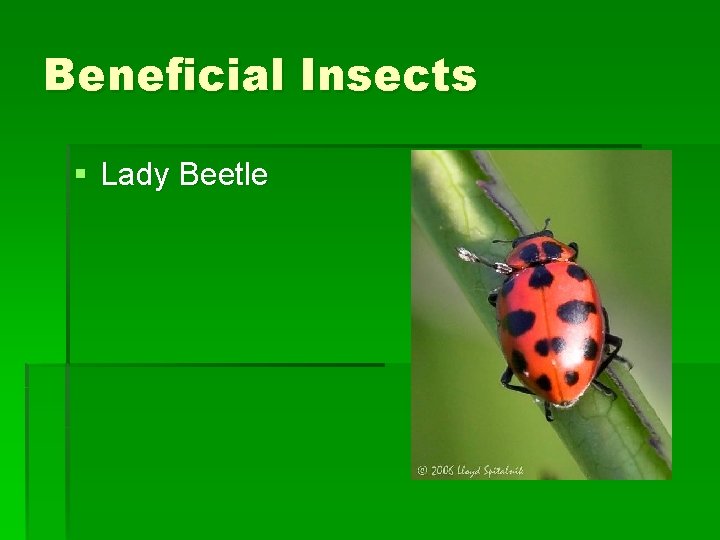 Beneficial Insects § Lady Beetle Beneficial Insects § Lady Beetle