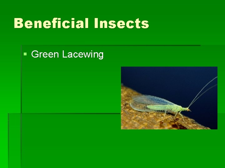 Beneficial Insects § Green Lacewing Beneficial Insects § Green Lacewing