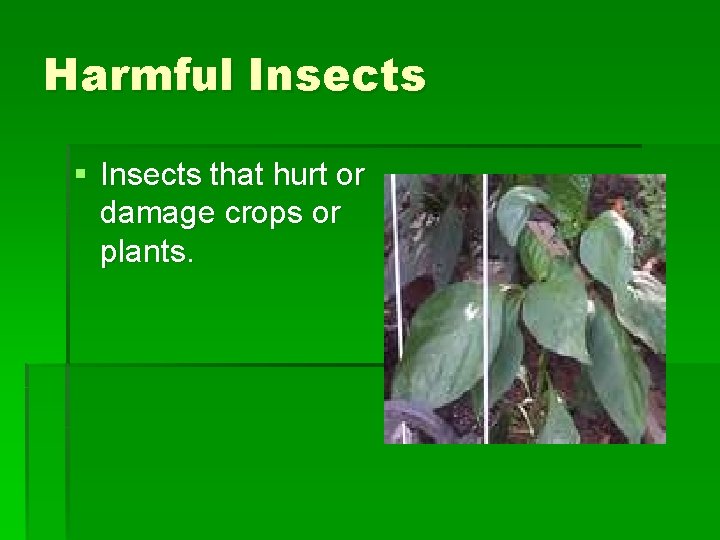 Harmful Insects § Insects that hurt or damage crops or plants. Harmful Insects § Insects that hurt or damage crops or plants.