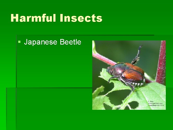 Harmful Insects § Japanese Beetle Harmful Insects § Japanese Beetle