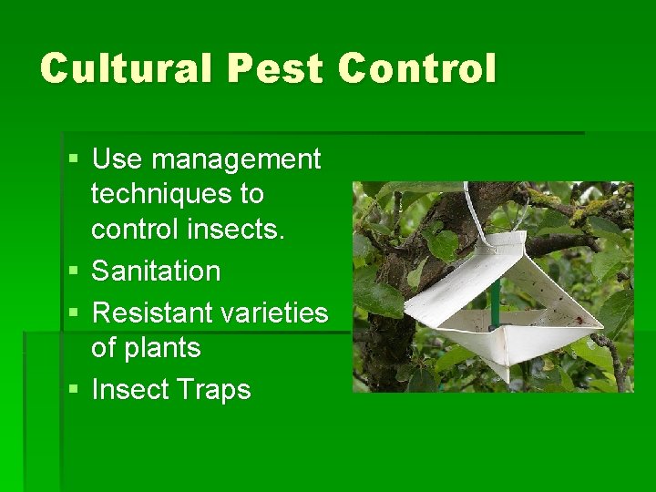 Cultural Pest Control § Use management techniques to control insects. § Sanitation § Resistant Cultural Pest Control § Use management techniques to control insects. § Sanitation § Resistant