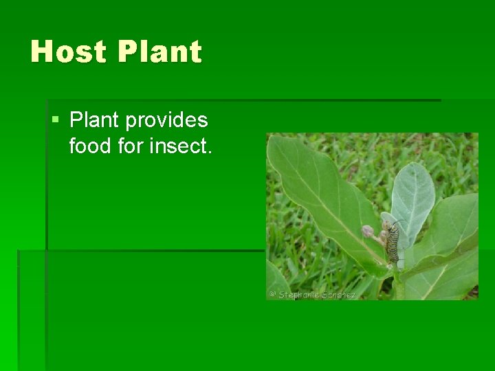 Host Plant § Plant provides food for insect. Host Plant § Plant provides food for insect.