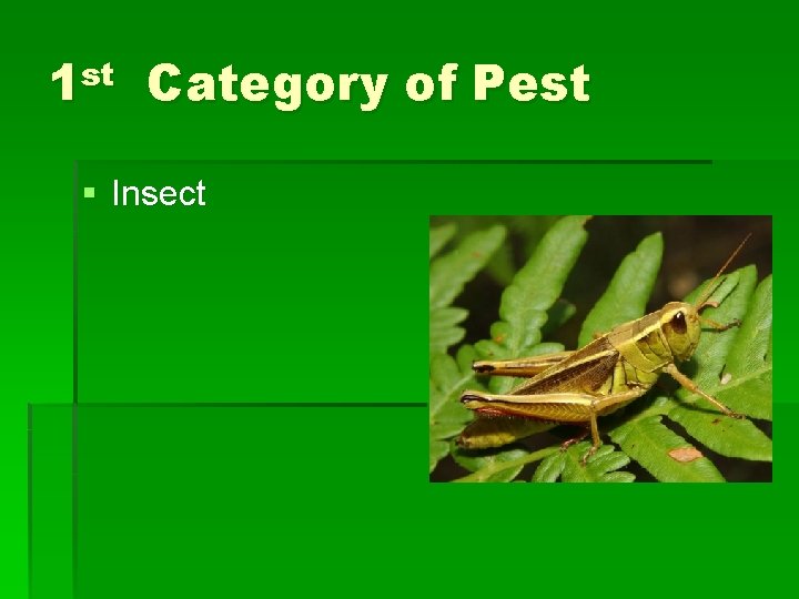 1 st Category of Pest § Insect 1 st Category of Pest § Insect