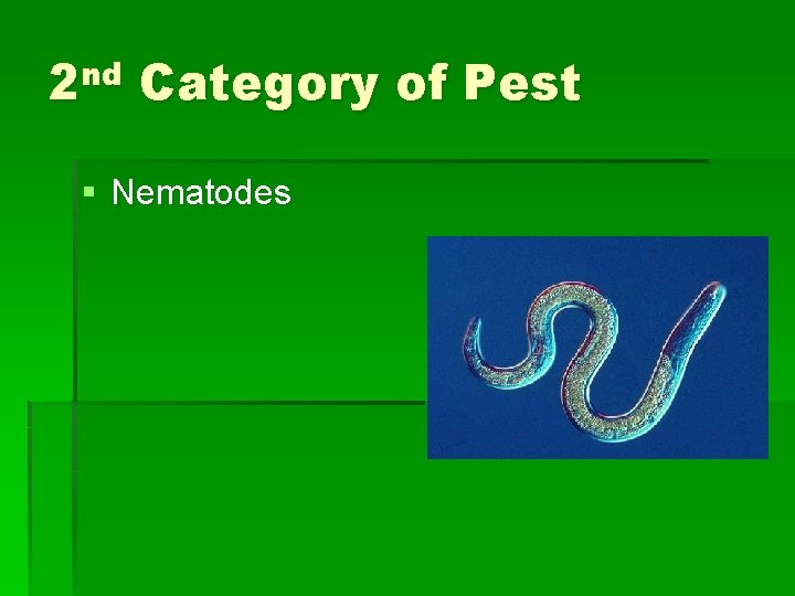2 nd Category of Pest § Nematodes 2 nd Category of Pest § Nematodes