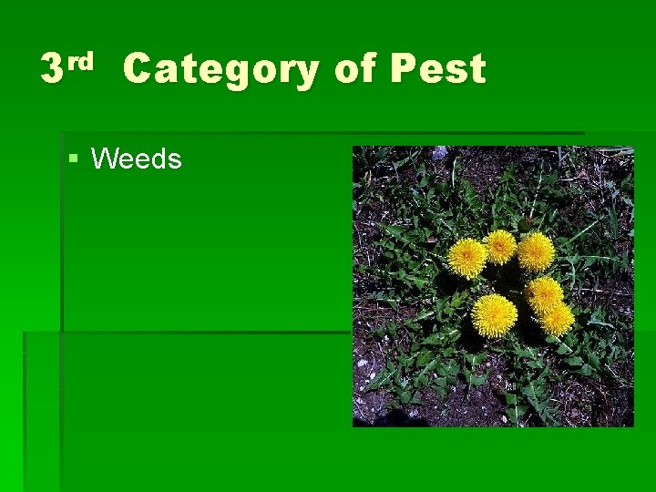 3 rd Category of Pest § Weeds 3 rd Category of Pest § Weeds