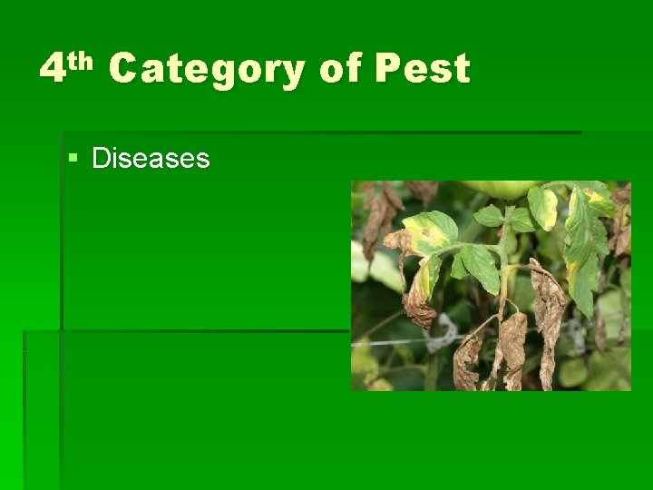 4 th Category of Pest § Diseases 4 th Category of Pest § Diseases