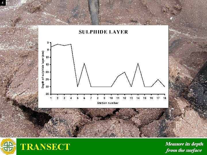 Transect Measuring Method lecture resources Bringing ecology to life ECOLOGY OF