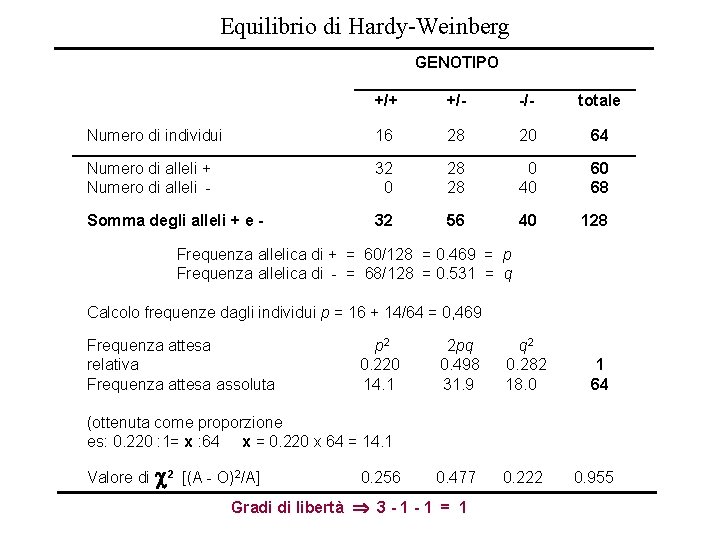 Equilibrio di Hardy-Weinberg GENOTIPO +/+ +/- -/- totale Numero di individui 16 28 20