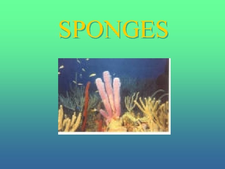 SPONGES 