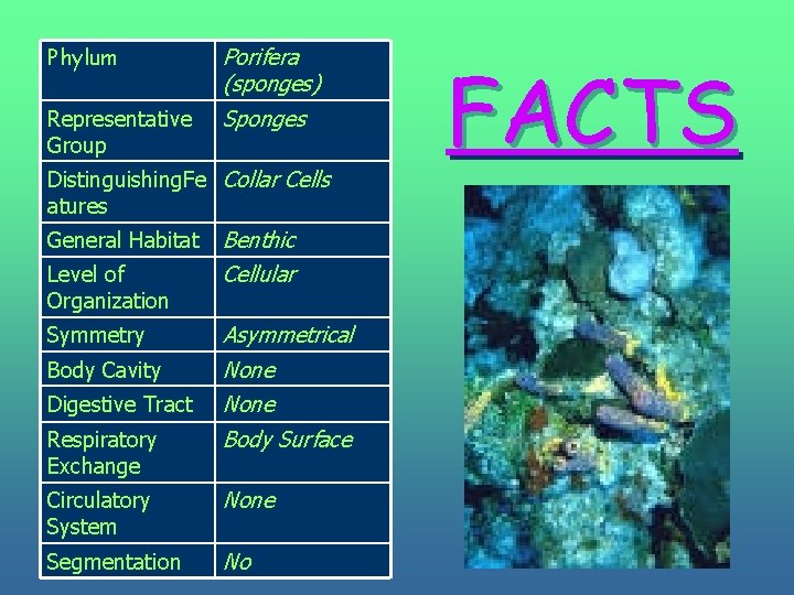 Phylum Representative Group Porifera (sponges) Sponges Distinguishing. Fe Collar Cells atures General Habitat Level