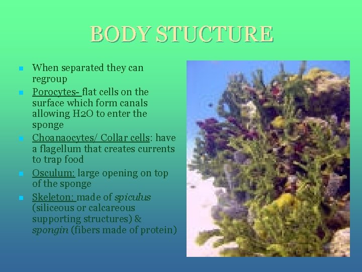 BODY STUCTURE n n n When separated they can regroup Porocytes- flat cells on