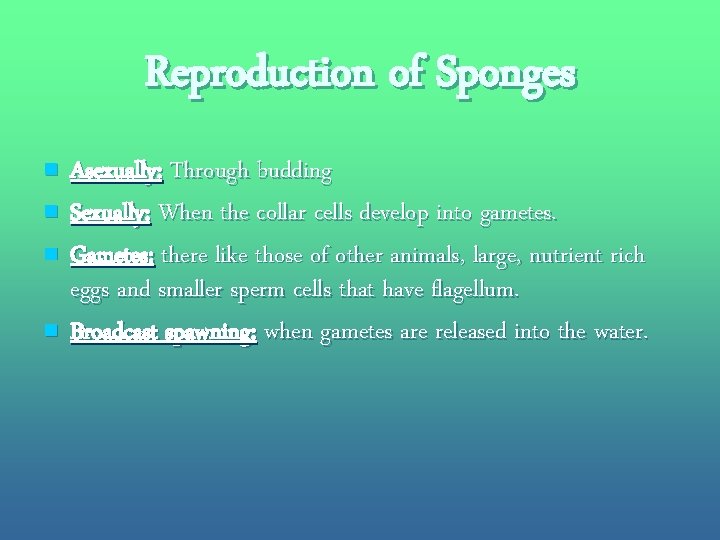 Reproduction of Sponges n n Asexually: Through budding Sexually: When the collar cells develop