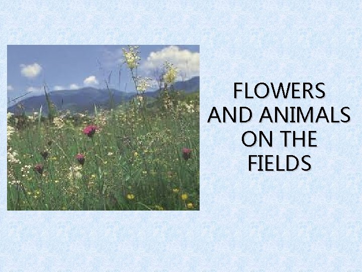 FLOWERS AND ANIMALS ON THE FIELDS 