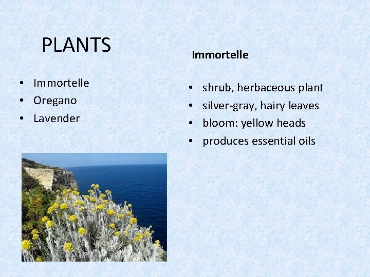 PLANTS • Immortelle • Oregano • Lavender Immortelle • • shrub, herbaceous plant silver-gray,