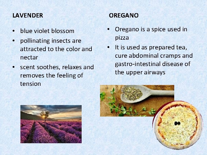 LAVENDER OREGANO • blue violet blossom • pollinating insects are attracted to the color