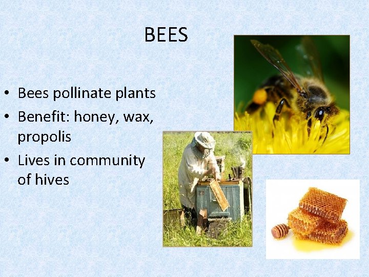 BEES • Bees pollinate plants • Benefit: honey, wax, propolis • Lives in community