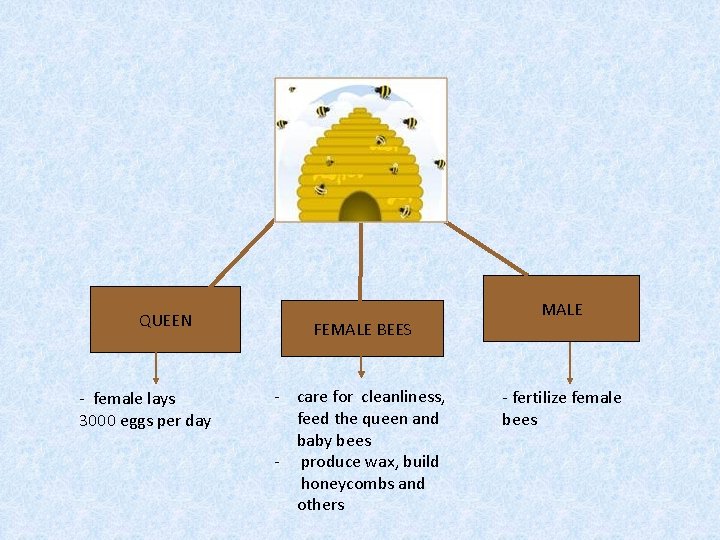 QUEEN - female lays 3000 eggs per day FEMALE BEES - care for cleanliness,