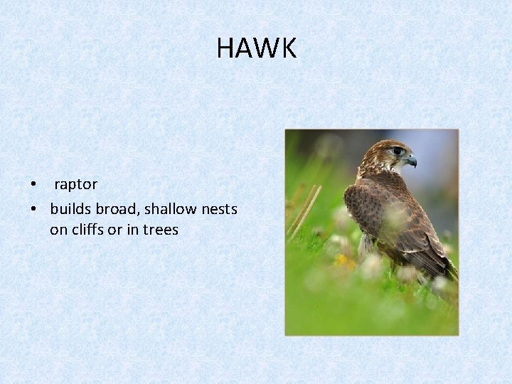 HAWK • raptor • builds broad, shallow nests on cliffs or in trees 