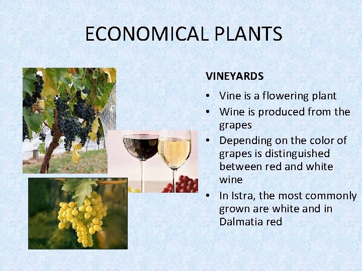 ECONOMICAL PLANTS VINEYARDS • Vine is a flowering plant • Wine is produced from