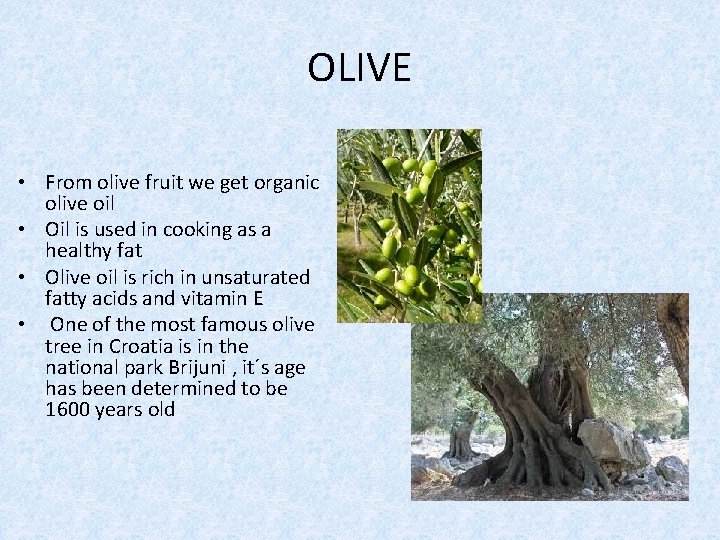 OLIVE • From olive fruit we get organic olive oil • Oil is used