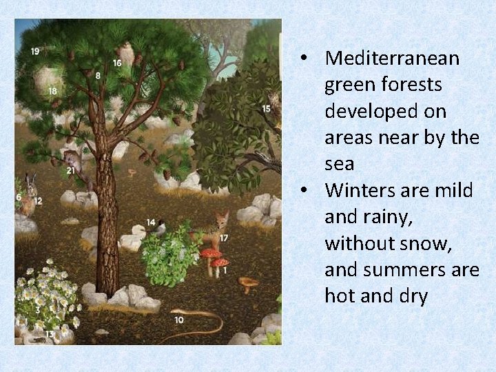 • Mediterranean green forests developed on areas near by the sea • Winters
