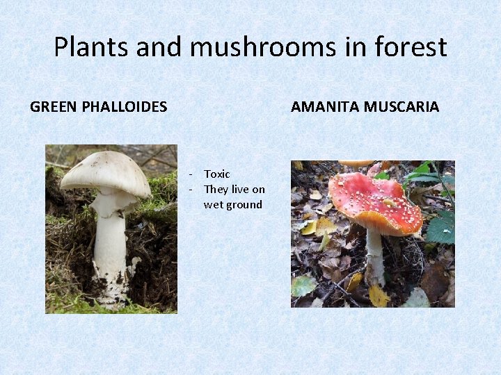 Plants and mushrooms in forest GREEN PHALLOIDES AMANITA MUSCARIA - Toxic - They live