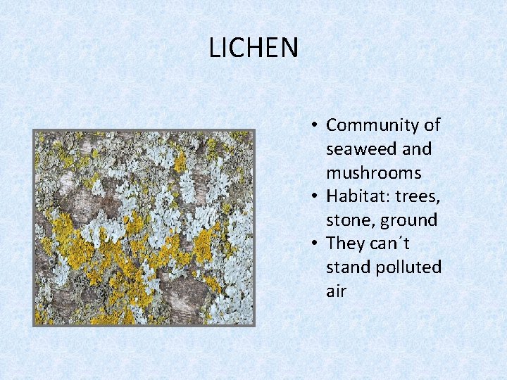 LICHEN • Community of seaweed and mushrooms • Habitat: trees, stone, ground • They