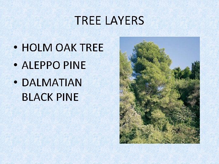 TREE LAYERS • HOLM OAK TREE • ALEPPO PINE • DALMATIAN BLACK PINE 