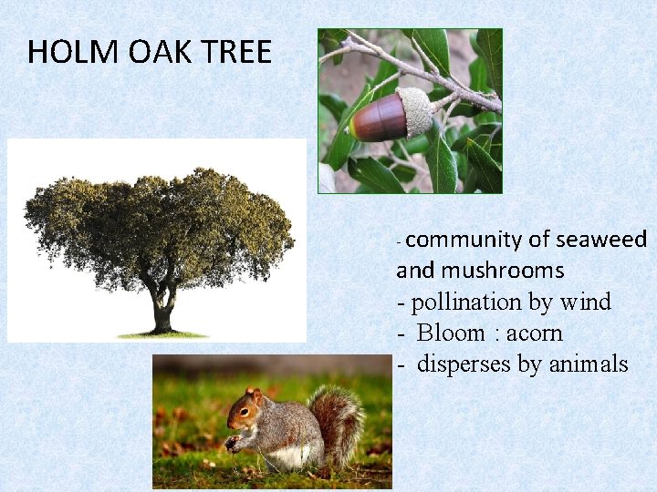 HOLM OAK TREE - community of seaweed and mushrooms - pollination by wind -