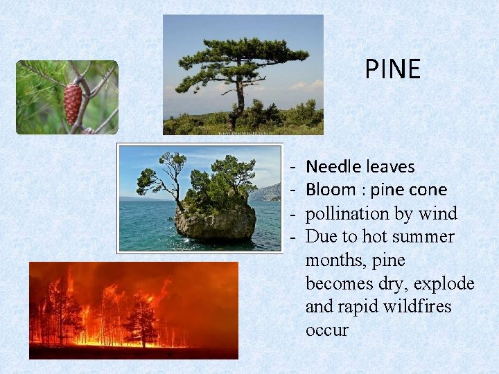 PINE - Needle leaves Bloom : pine cone pollination by wind Due to hot