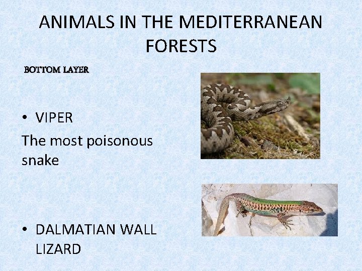 ANIMALS IN THE MEDITERRANEAN FORESTS BOTTOM LAYER • VIPER The most poisonous snake •
