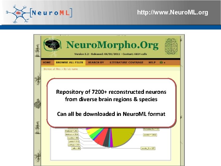 http: //www. Neuro. ML. org Repository of 7200+ reconstructed neurons from diverse brain regions